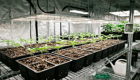 9 Cannabis Germination and Seedling Problems and How to Fix Them