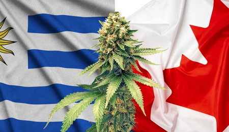 Uruguay y Canadá, pioneros en legislación sobre el uso recreativo e industrial del cannabis