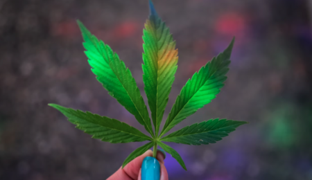 Die „Ampel“ legalisiert: Kontrollierte Cannabis-Abgabe!