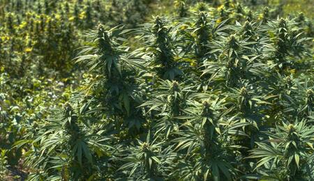 Cultivo de cannabis autofloreciente en exterior