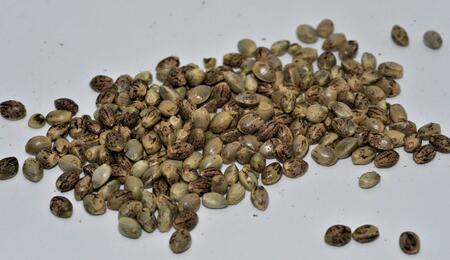 A Beginner’s Guide to Germinating Cannabis Seeds