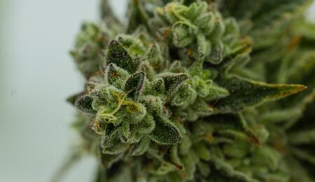 Signs of Top Quality Cannabis Buds