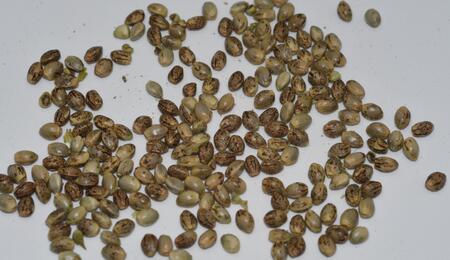 All You Need To Know About Cannabis Seeds