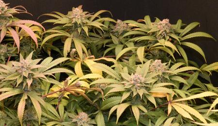 The Benefits of Flushing Cannabis Plants