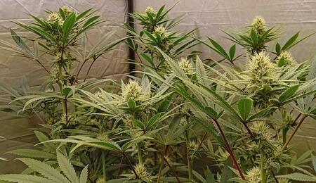10 Top Tips for Harvesting Cannabis Indoors