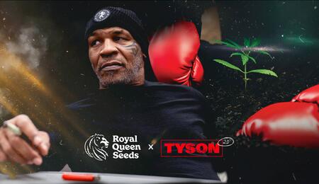 TYSON 2.0 Taps Royal Queen Seeds as Exclusive Cannabis Seed 
