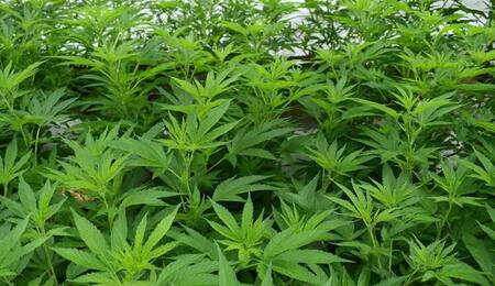 La technique du SCROG expliquée