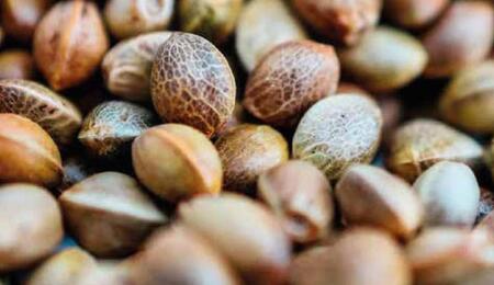 Comment faire germer des graines de cannabis ?