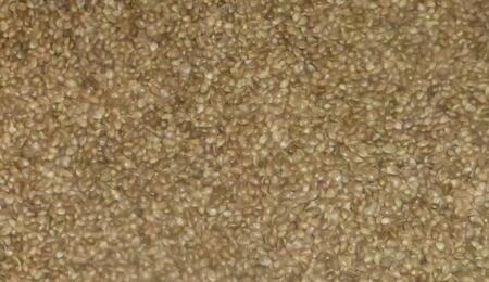 Allemagne : des graines de cannabis en vente dans les supermarchés Netto