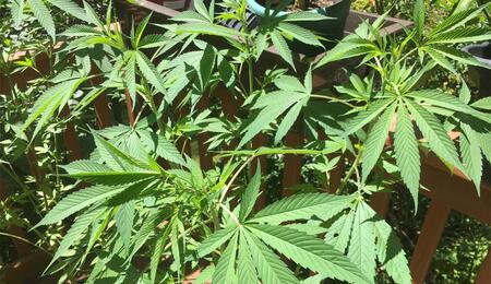 Aus Trimm-Resten erstklassiges Haschisch gewinnen: Erfahrt alles über Trockensiebung, Bubble Bags & Scherenhasch