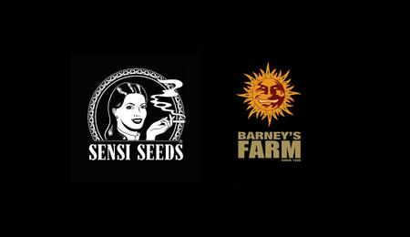 Sensi Seeds i Barney's Farm