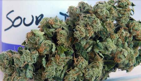 how to grow Sour Diesel marijuana strain.