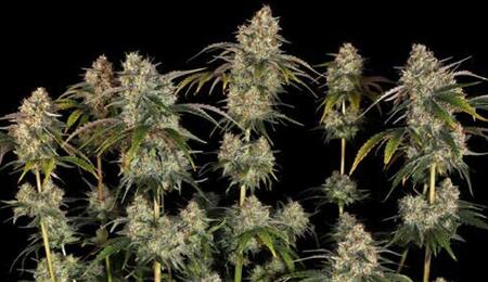 Grow report : Sour Strawberry