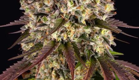 Sour Diesel : un classique indémodable