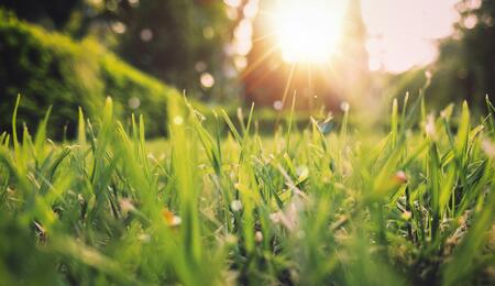 Spring Activities with Cannabis