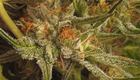 Grow Report : Sugar Bomb Punch