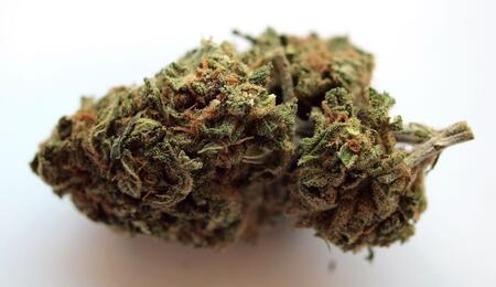 Suiza: el mayor comprador de flores de cannabis de CBD uruguayo.