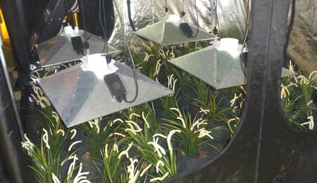 Surveillance des growshops : près de 120 cultivateurs interpellés