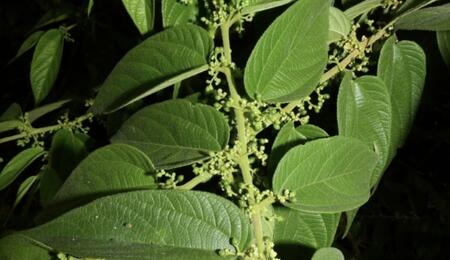 Previously considered a simple weed: Trema micrantha has been found to contain concentrations of CBD, THCA & THC