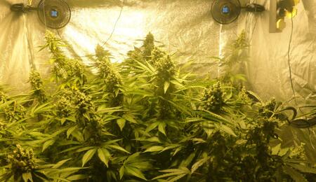 Le guide du débutant pour la culture de cannabis sous tente