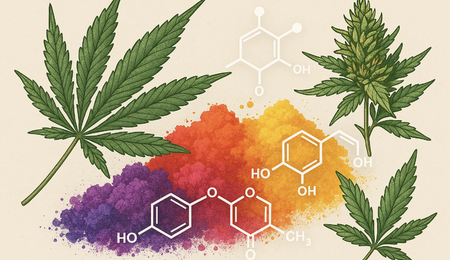 Terpene & Flavonoide – Warum sind sie wichtig?