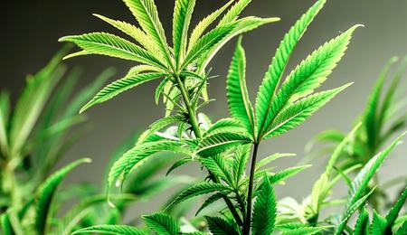 The Phases of Cannabis Growth