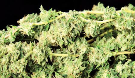 Logboek VOC - De lange weg naar bevrijding van cannabis