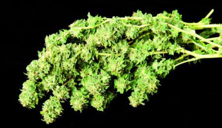 Nutrición radicular del cannabis: recetas para potenciar la planta