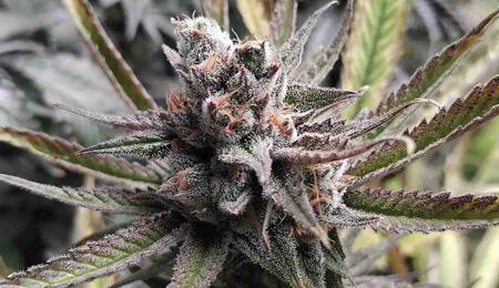 How to Flower Outdoor Cannabis in 2025
