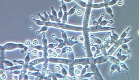 Trichoderma