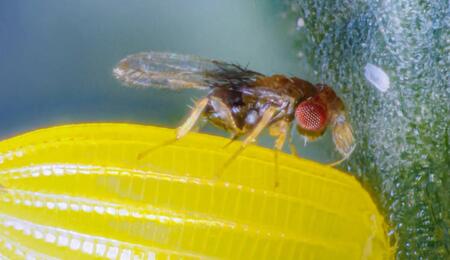 Trichogramma, modèle d’une stratégie naturelle de biocontrôle
