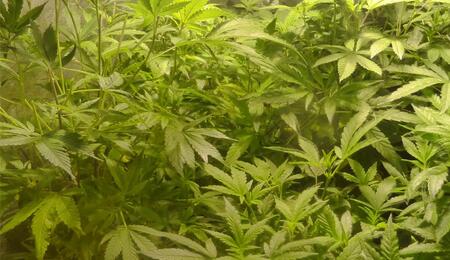 Cannabis triploïde : génétique et application pratique
