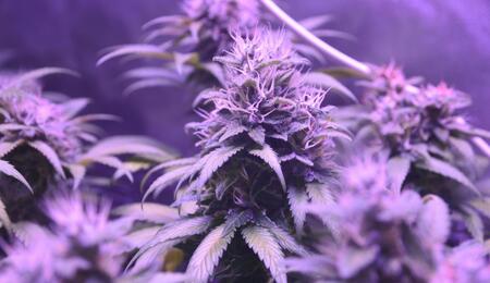 Marihuana