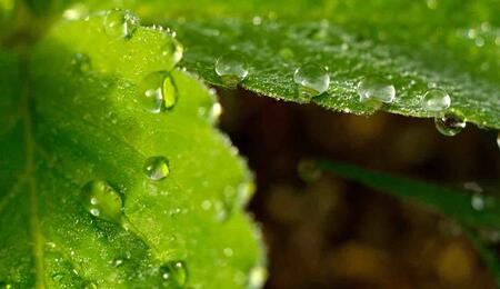 This is when water evaporates through the plant’s leaves, creating a negative pressure that helps draw up essential nutrients from the soil through the roots