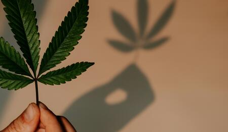 Chemists at Stellenbosch University (SU) have uncovered proof of a distinct class of phenolic compounds, called flavoalkaloids, in Cannabis leaves.