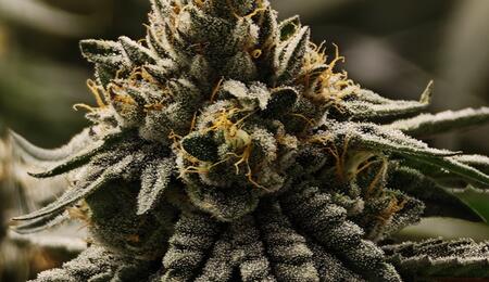 Urteil zu Cannabisbesitz im Gefängnis