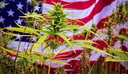U.S.A. Cannabis