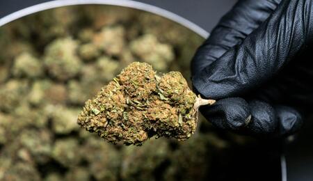 V Kanadě likvidují miliony gramů neprodané marihuany
