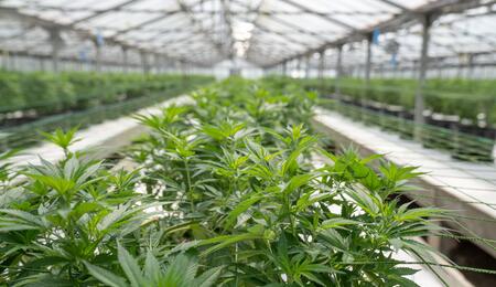 V Zimbabwe zprovoznili produkci marihuany za 27 mil. USD