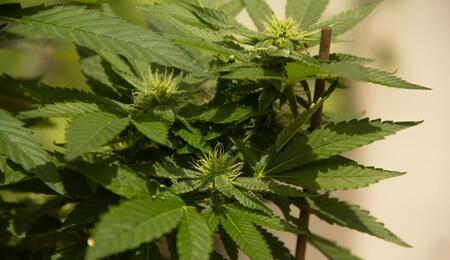 Master Vapor Pressure Deficit (VPD) to unlock maximum cannabis yields under LEDs. Learn the 2026 standards for transpiration, LST, and mold prevention.