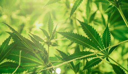 Wenn die Blüten der Cannabis-Ernte voller Samen sind, muss nicht alles wegschmeißen, denn die Lösung lautet Extraktion.