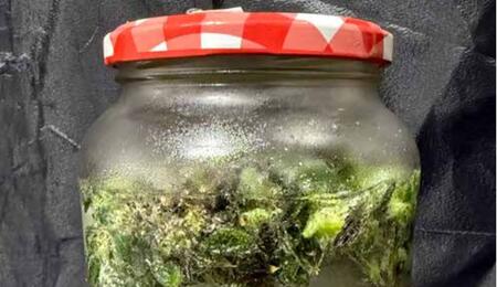 Water hash : comment choisir les variétés les mieux adaptées ?
