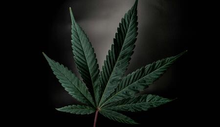 Welsh Council to Protect Medicinal Cannabis Users