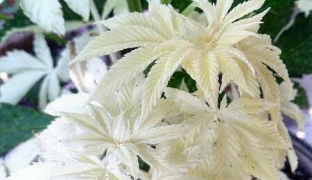 Albino cannabis plants are a rare occurrence characterized by a lack of chlorophyll.