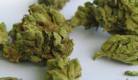 The odour of cannabis is influenced by several factors, with the most crucial being the timing of the harvest