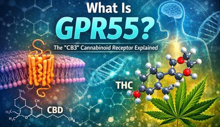 discoveries have revealed additional receptors, including GPR55, that contribute to the diverse effects of cannabis