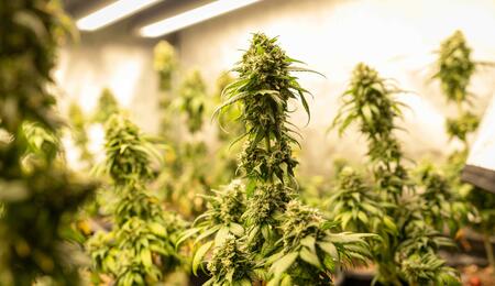 They help plants grow stronger and healthier by enhancing nutrient uptake, supporting root development, and providing protection against diseases.