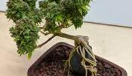 Canna bonsai combines the intricate art of bonsai and the vibrant world of cannabis cultivation