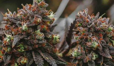 Revegetation, or "reveg," is a technique that allows your cannabis plants to return to the vegetative growth phase after flowering.