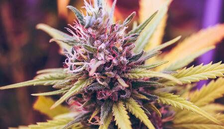Some strains exhibit pink calyxes, while others feature pink pistils or pink and purple hues in their fan and sugar leaves